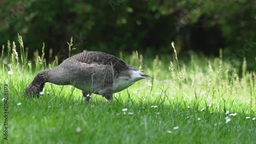 A greylag goose grazes in a sunlit green meadow with small white daisies. Shallow focus gives the park wildlife scene a dreamy mood.