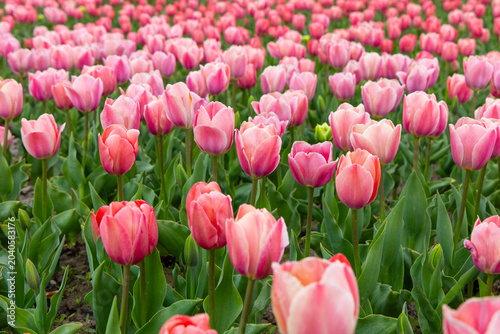 Colorful tulip field blooms vibrantly at dawn, showcasing natures beauty and the excitement of spring in full swing