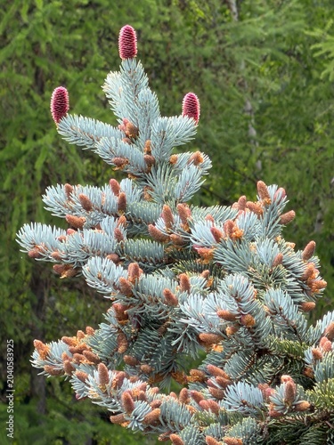 Pink pine cones of a silver pine during spring season. - Cogne, Aosta Valley, Italy