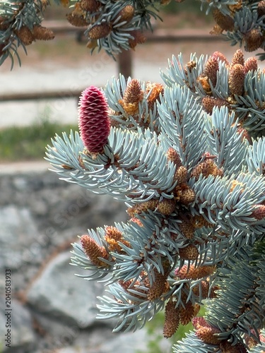 Pink pine cones of a silver pine during spring season. - Cogne, Aosta Valley, Italy