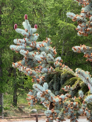 Pink pine cones of a silver pine during spring season. - Cogne, Aosta Valley, Italy