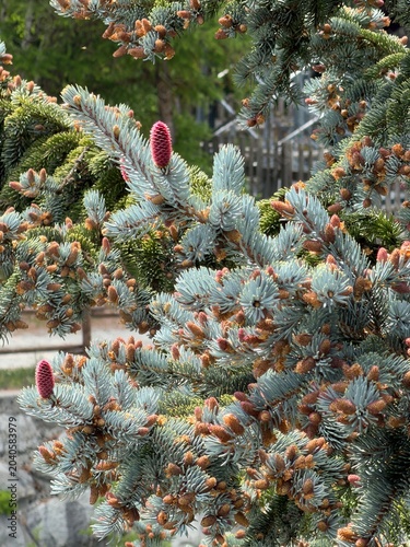 Pink pine cones of a silver pine during spring season. - Cogne, Aosta Valley, Italy