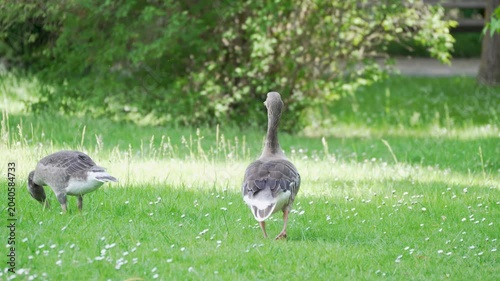 Two greylag geese move through a green lawn dotted with small daisies. The shaded park setting shows relaxed waterfowl behavior.