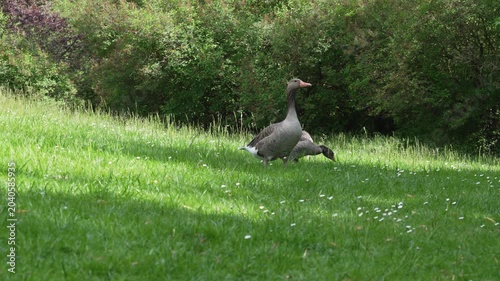 Greylag geese graze together in a bright park meadow. Lush grass, shade and woodland shrubs create a calm summer wildlife scene.