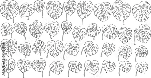 Tropical Monstera Leaf Botanical Line Art Vector Graphic Set Featuring Elegant Swiss Cheese Plant Fronds and Stems for Urban Jungle and Wallpaper Designs