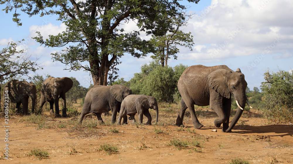 Obraz premium Afrikanischer Elefant / African elephant / Loxodonta africana
