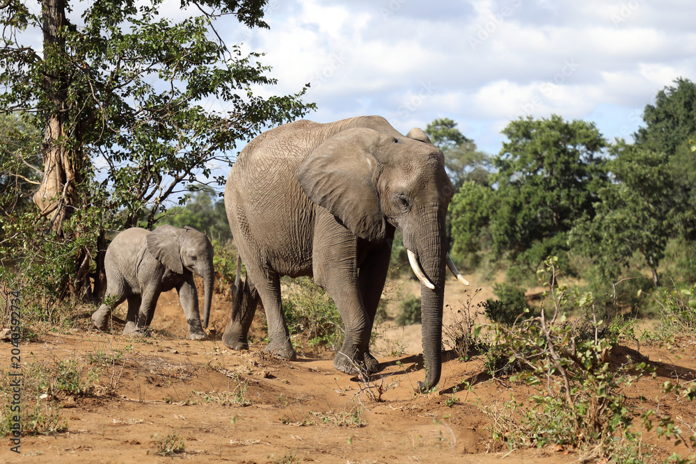 Fototapeta premium Afrikanischer Elefant / African elephant / Loxodonta africana