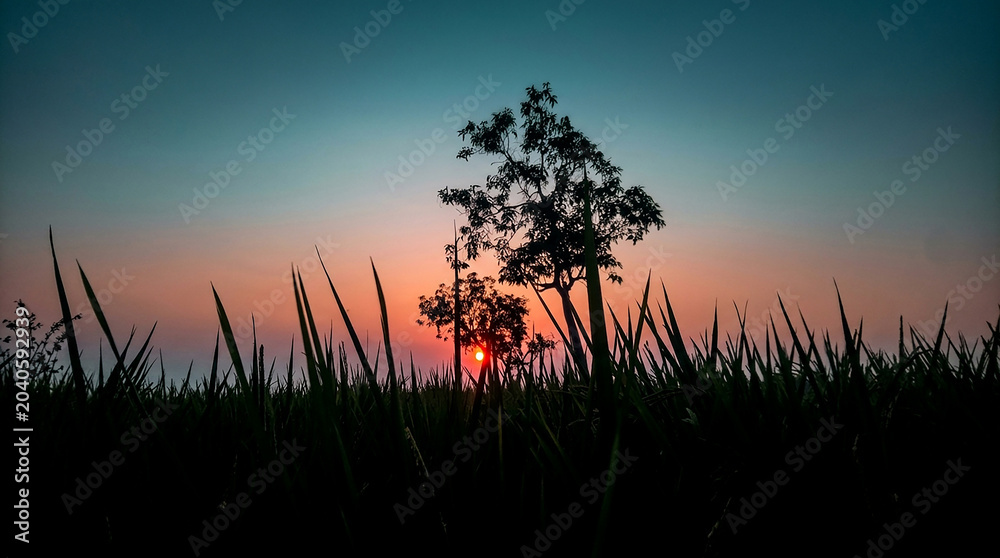 Fototapeta premium sunset in the grass