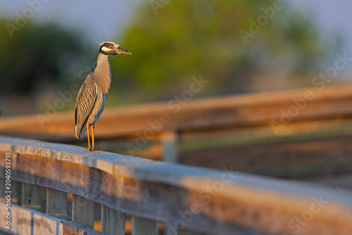 An adult yellow-crowned night heron (Nyctanassa violacea) perched on a fence.