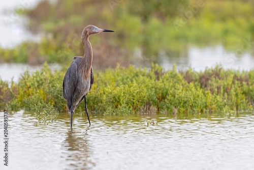 A reddish egret (Egretta rufescens) perched in shallow water.