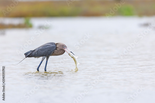 A reddish egret (Egretta rufescens) catching a fish.