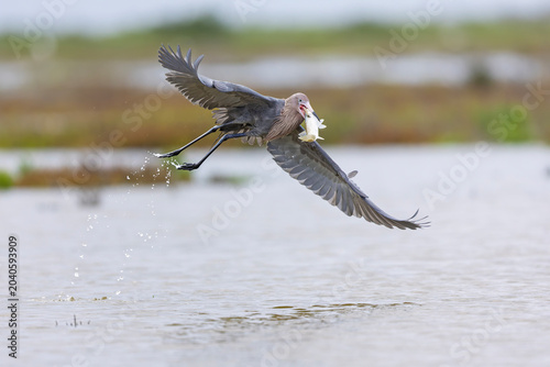A reddish egret (Egretta rufescens) flying with a caught fish.