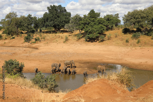 Fotografi Afrikanischer Elefant am Mphongolo River/ African elephant at Mphongolo River /