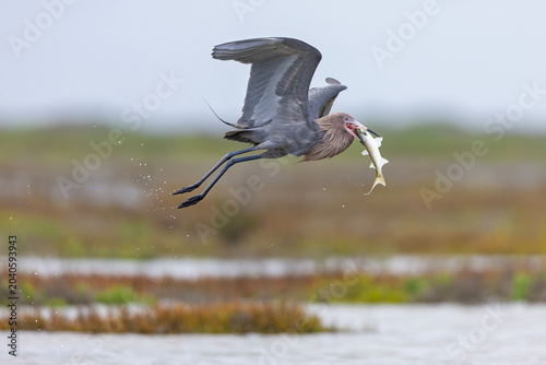 A reddish egret (Egretta rufescens) flying with a caught fish.