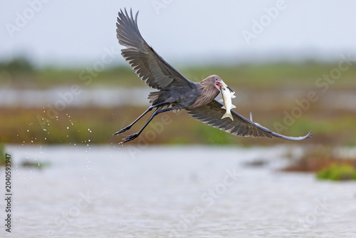 A reddish egret (Egretta rufescens) flying with a caught fish.