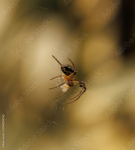 spider on the web