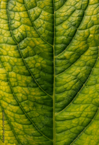 green leaf texture