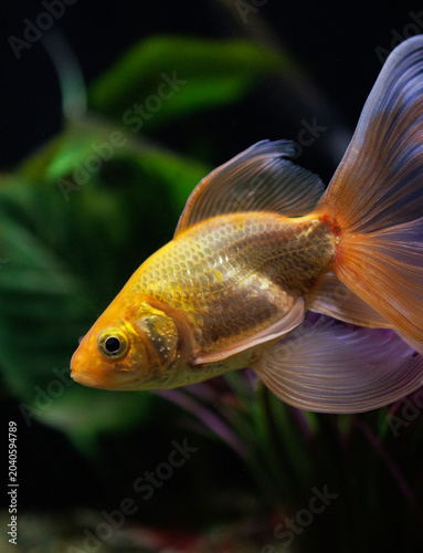 goldfish in aquarium