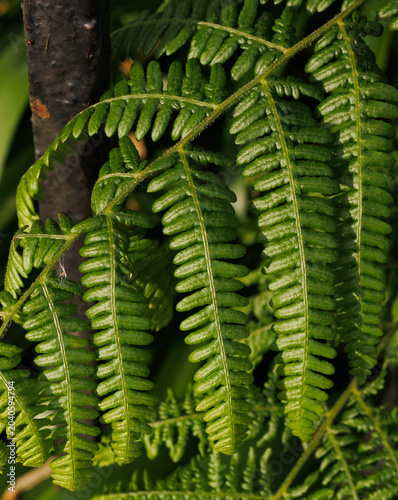 green fern leaves