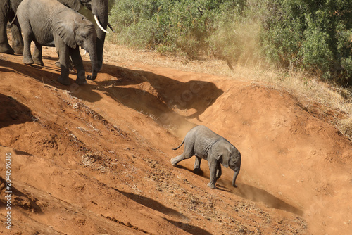 Afrikanischer Elefant / African elephant / Loxodonta africana