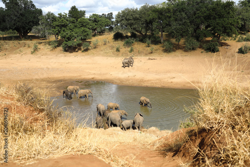 Fotografie Afrikanischer Elefant am Mphongolo River/ African elephant at Mphongolo River /