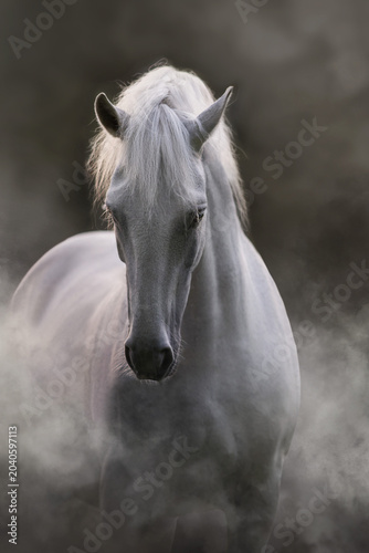 White horse with long mane in smoke