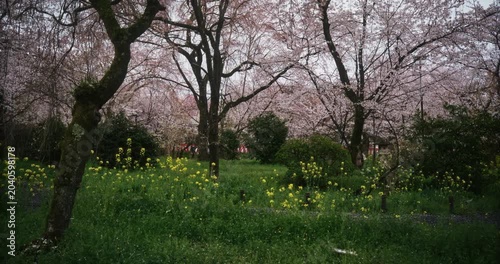 Japanese park filled with spring cherry blossom trees - tracking shot