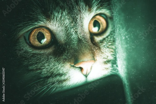 Kawaii kitten's fearful smartphone moment. Ai society monitoring