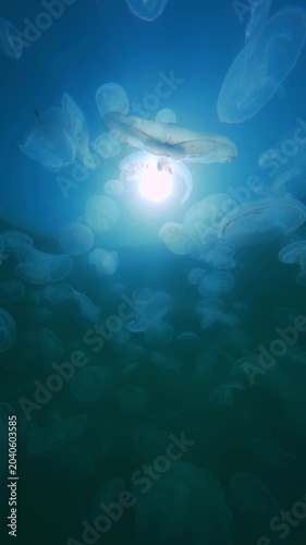 Big group of moon jellyfish drifts in sea current against water's surface under bright sunshine, backlighting by sunrays. Cluster jellies floats underwater against brightly sun and blue sky background
