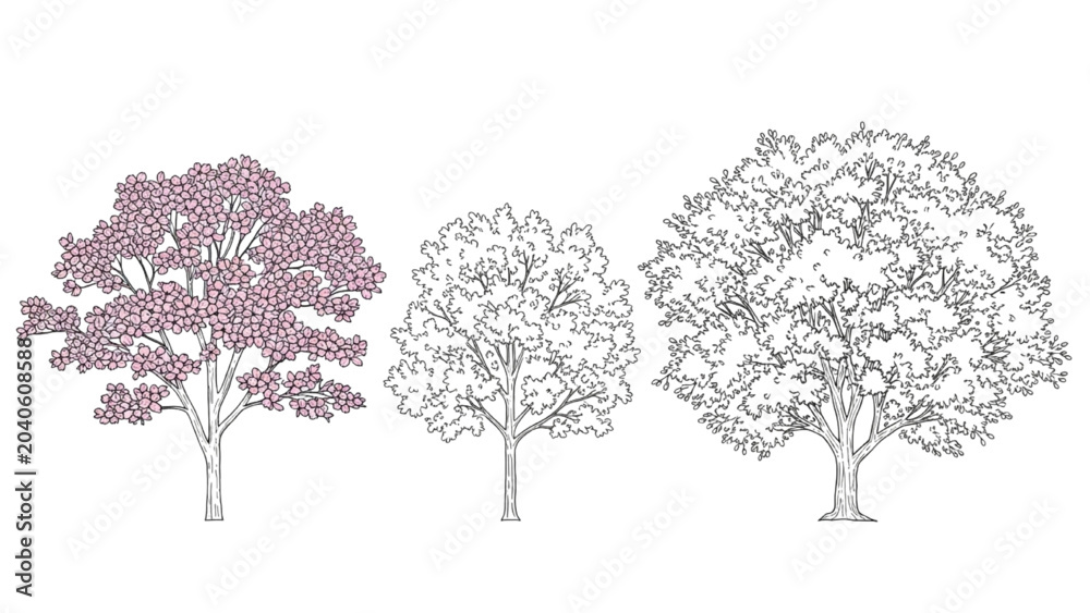 Fototapeta premium Three 2D CAD Vector Trees in Different Line Styles and Colors