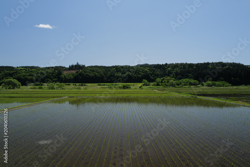 Foto 初夏の光が満ちる美しい田舎の田んぼ風景 日本のアジア旅行と開放的な自然のイメージ