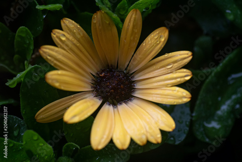 Foto African Daisy Osteospermum Flower with Water Droplets and Dark Green Background in Soft Focus Nature Scene