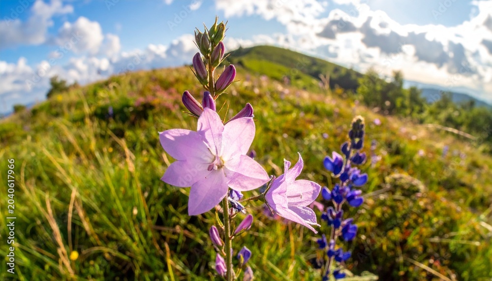 Obraz premium Blooming colors beneath the sky