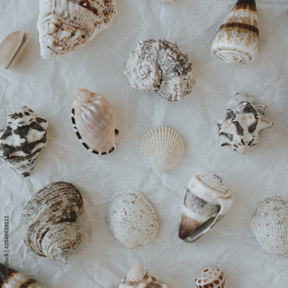 Obraz premium Collection Of Sea Shells Scattered Randomly On Wrinkled White Paper Surface