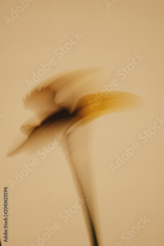 Creative Intentional Camera Movement Flower Photography For Modern Interior Decor