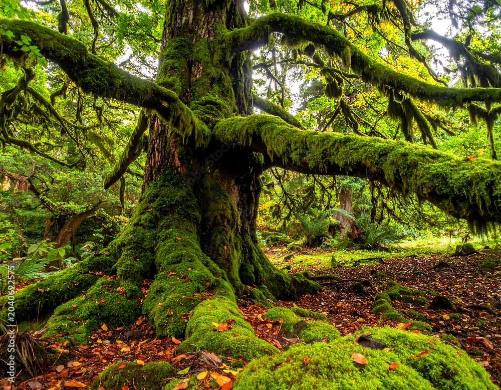 Fototapeta premium A large, ancient tree with vibrant green moss covering its gnarled branches and roots in a forest