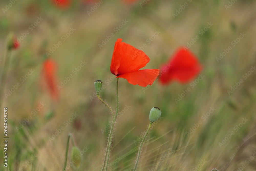 Obraz premium Klatschmohn