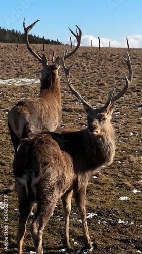 wild deer stand still and look toward the camera as the wind blows through their fur.