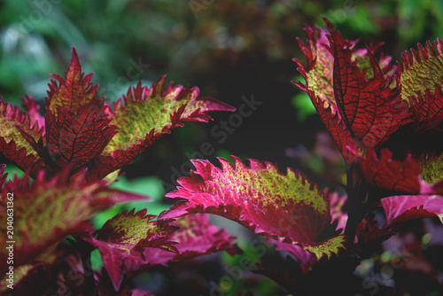 Close‑up view of a coleus plant showcasing its intricate leaf patterns and contrasting colors — vibrant reds, deep purples, and bright greens. Perfect for botanical or garden themes.