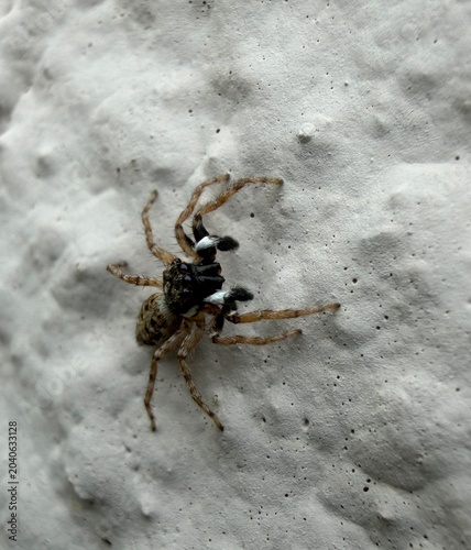 Tableau sur toile Araña pequeña en la pared