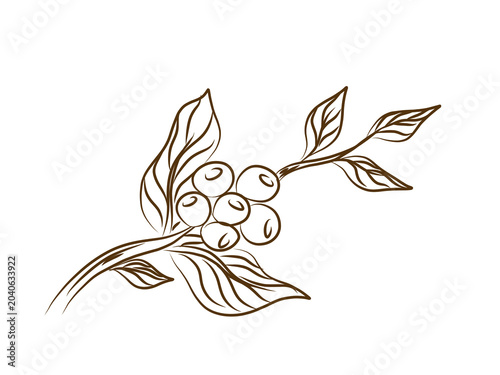 hand-drawn botanical line art illustration of a coffee plant branch featuring clusters of ripe coffee beans and detailed leaves. This vintage-style sketch uses clean brown outlines on a pure white bac
