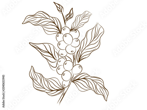 hand-drawn botanical line art illustration of a coffee plant branch featuring clusters of ripe coffee beans and detailed leaves. This vintage-style sketch uses clean brown outlines on a pure white bac
