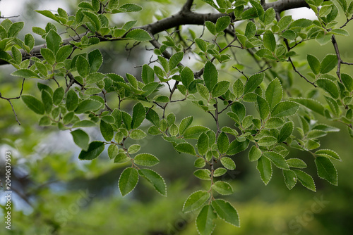 Foto Young leaves of Ulmus Parvifolia, small-leaved elm tree