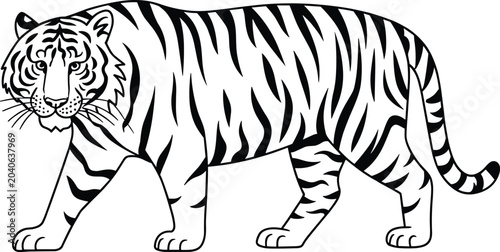 Photography Tiger Walking Side View Outline Illustration