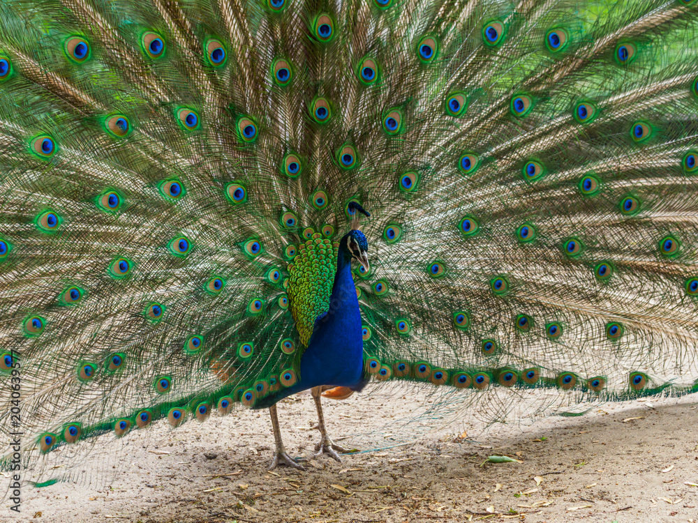 Fototapeta premium Indian peafowl (Pavo cristatus), male with intense blue plumage on the neck and head, and long upper tail feathers arranged in a characteristic tail, fan with 