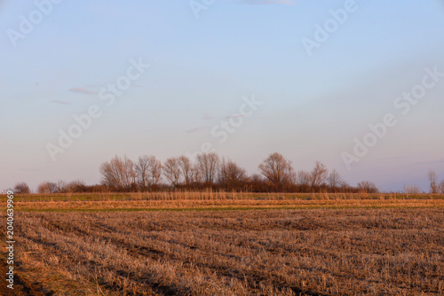 Quadro su tela A wide reaped field stretches beneath a soft evening sky in the warm rays of the setting sun