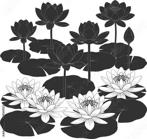 Water Lily Flowers and Pads Black and White Outline and Silhouette Style Stock Illustration