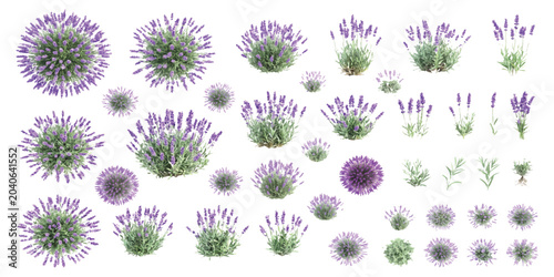 Photos Set of lavender flower bushes and plants in purple and green colors for floral d