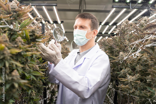 Konstfotografi Cannabis indoor farm