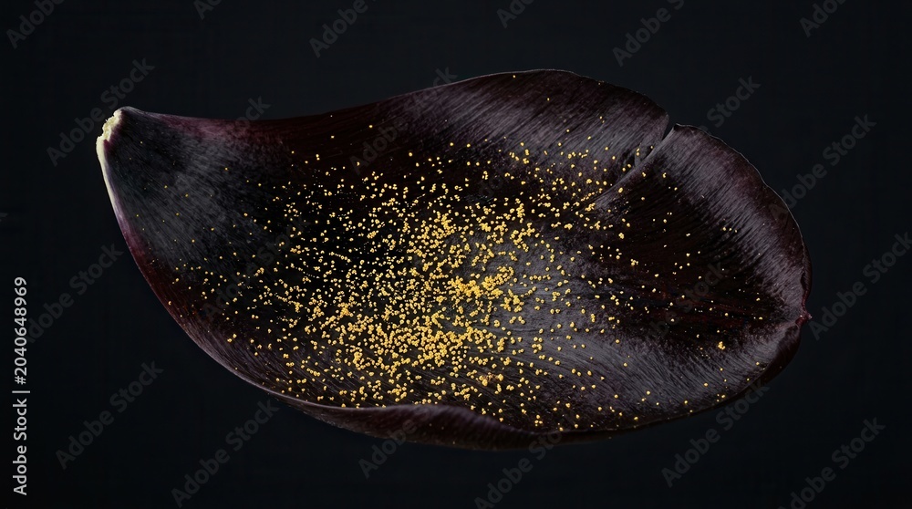 Fototapeta premium Macro Photograph of a Single Dark Plum with Golden Pollen Grains.